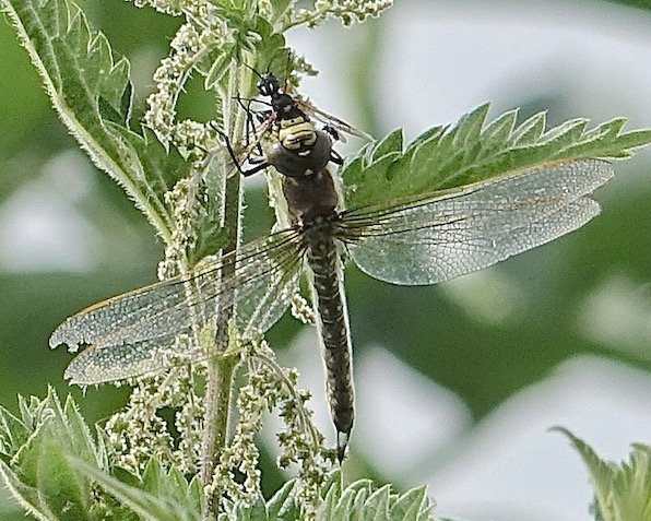 hairy dragonfly